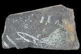 Fossil Graptolite Cluster (Didymograptus) - Great Britain #103457-1